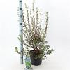 Enkianthus campanulatus Pot 5 Liter 40 - 50 cm
