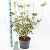 Enkianthus campanulatus Pot 5 Liter 40 - 50 cm