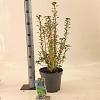 Enkianthus campanulatus Pot 5 Liter 40 - 50 cm