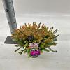Erica darl. 'Mary Helen' Pot 15 cm