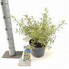 Eriostemon myoporoides Gold Touch Pot 3 Liter 30 - 40 cm