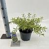 Eriostemon myoporoides Gold Touch Pot 3 Liter 30 - 40 cm