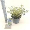 Eriostemon myoporoides Gold Touch Pot 3 Liter 30 - 40 cm