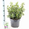 Escallonia 'Iveyi' Pot 5 Liter 40 - 50 cm