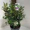 Escallonia 'Iveyi' Pot 5 Liter 40 - 50 cm