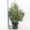 Escallonia 'Iveyi' Pot 5 Liter 40 - 50 cm