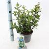 Escallonia 'Iveyi' Pot 3 Liter 30 - 40 cm
