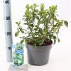 Escallonia 'Iveyi' Pot 3 Liter 30 - 40 cm