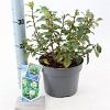 Escallonia 'Iveyi' Pot 3 Liter 30 - 40 cm