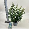 Escallonia 'Iveyi' Pot 3 Liter 30 - 40 cm