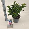 Escallonia laevis Pink Elle Pot 3 Liter 30 - 40 cm