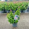 Escallonia laevis Pink Elle Pot 3 Liter 30 - 40 cm