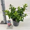 Escallonia laevis Pink Elle Pot 3 Liter 30 - 40 cm