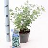Eucalyptus gunnii Pot 2 liter 25-30cm