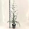 Eucalyptus gunnii Silverana Pot 5 Liter 30 - 40 cm