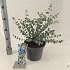 Eucalyptus gunnii Silverana Pot 5 Liter 30 - 40 cm