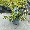 Euonymus fort. Blondy Pot 5 Liter 30 - 40 cm