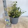 Euonymus fort. Blondy Pot 5 Liter 30 - 40 cm