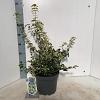 Euonymus fort. Blondy Pot 5 Liter 30 - 40 cm