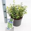 Euonymus fort. Blondy Pot 2 Liter 20 - 30 cm