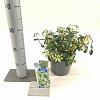 Euonymus fort. Blondy Pot 2 Liter 20 - 30 cm