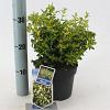 Euonymus fort. Blondy Pot 2 Liter 20 - 30 cm