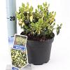Euonymus fort. Blondy Pot 2 Liter 20 - 30 cm