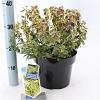 Euonymus fort. 'Emerald 'n' Gold' Pot 10 liter 40 - 50 cm