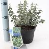 Euonymus fort. 'Emerald Gaiety' Pot 2 Liter 20 - 30 cm