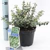 Euonymus fort. 'Emerald Gaiety' Pot 2 Liter 20 - 30 cm