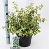 Euonymus fort. Golden Harlequin Pot 5 Liter 40 - 50 cm
