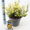 Euonymus fort. Goldy Pot 5 Liter 40 - 50 cm