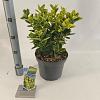 Euonymus jap. 'Aureomarginatus' Pot 5 Liter 30 - 40 cm