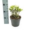 Euonymus jap. 'Bravo' Pot 2 Liter 20 - 30 cm