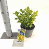 Euonymus jap. El Dorado Pot 2 Liter 20 - 30 cm