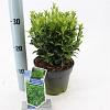 Euonymus jap. 'Green Spire' Pot 2 Liter 20 - 30 cm
