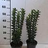 Euonymus jap. 'Green Spire' Pot 2 Liter40 - 50 cm