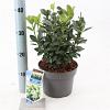 Euonymus jap. Himalaya Pot 3 liter 25-30cm