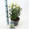 Euonymus jap. Himalaya Pot 3 liter 25-30cm