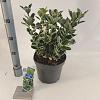 Euonymus jap. 'Kathy' Pot 5 Liter 30 - 40 cm