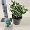 Euonymus jap. 'Kathy' Pot 2 Liter 20 - 30 cm