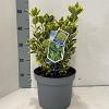 Euonymus jap. Marieke Pot 5 Liter 30 - 40 cm