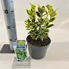 Euonymus jap. Marieke Pot 2 Liter 20 - 30 cm
