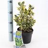 Euonymus jap. Marieke Pot 2 Liter 20 - 30 cm