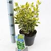 Euonymus jap. Marieke Pot 2 Liter 20 - 30 cm