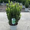 Euonymus jap. 'Microphyllus' Pot 5 Liter 30 - 40 cm