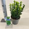 Euonymus jap. 'Microphyllus' Pot 2 Liter 20 - 30 cm