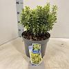Euonymus jap. 'Microphyl. Aureovar' Pot 5 Liter 30 - 40 cm
