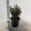 Euonymus jap. 'Microphyl. Aureovar' Pot 5 Liter 30 - 40 cm