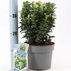 Euonymus jap. Paloma Blanca Pot 3 liter 25-30cm